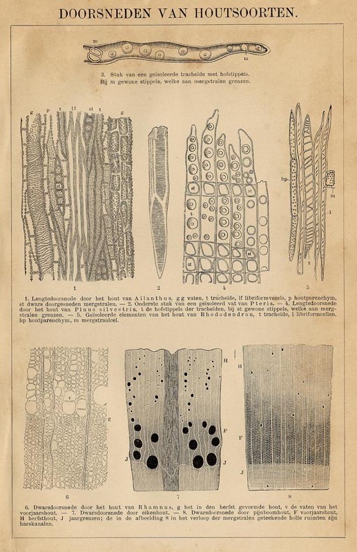 print Doorsneden van houtsoorten by Winkler Prins