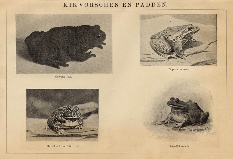 Kikvorschen en padden by Winkler Prins