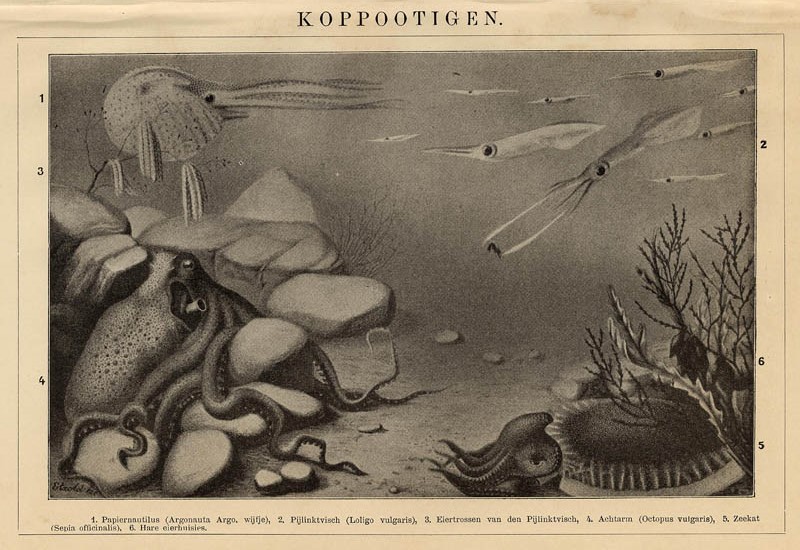 Koppootigen by Winkler Prins, Stzold