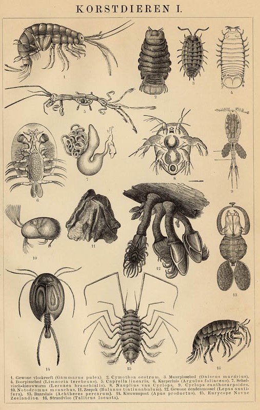 print Korstdieren I by Winkler Prins