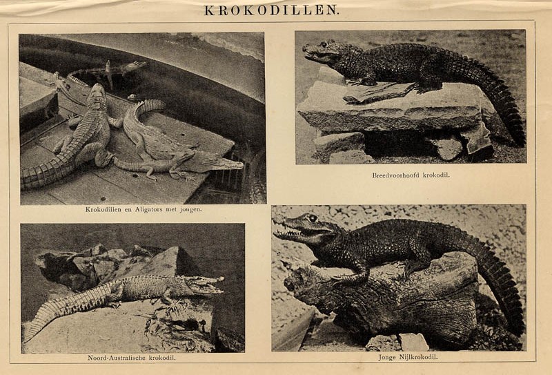 Krokodillen by Winkler Prins