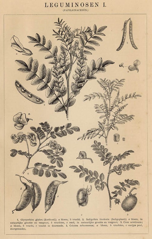 print Leguminosen I (Papilonaceeën) by Winkler Prins