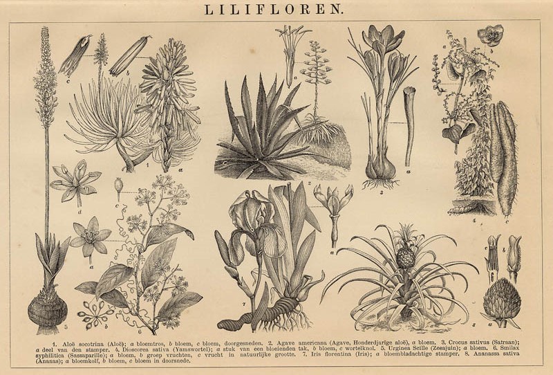 Lilifloren by Winkler Prins