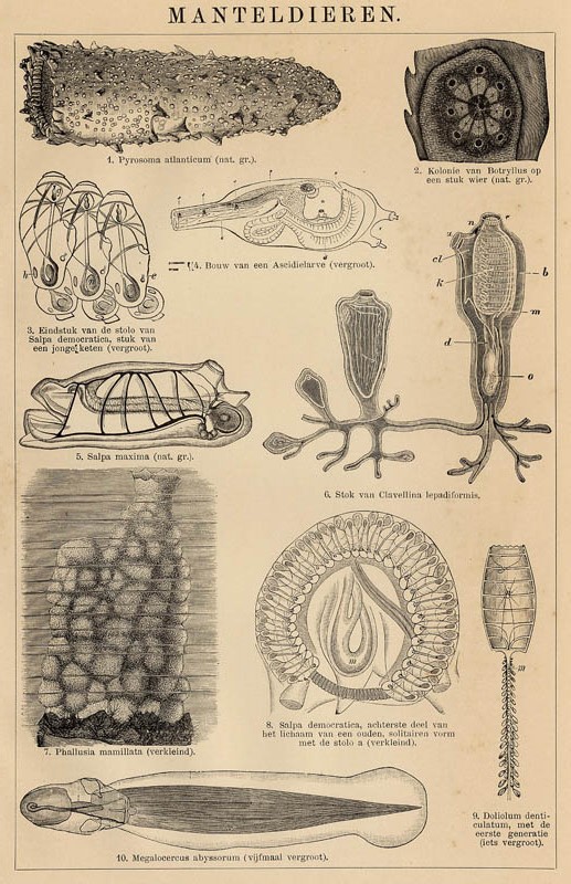 print Manteldieren by Winkler Prins