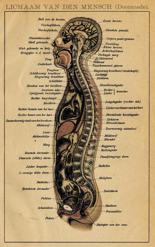 print Lichaam van den Mensch (Doorsnede by Winkler Prins