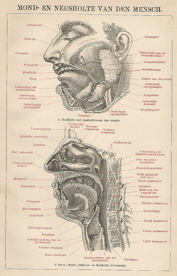 print Mond- en Neusholte van den Mensch by Winkler Prins