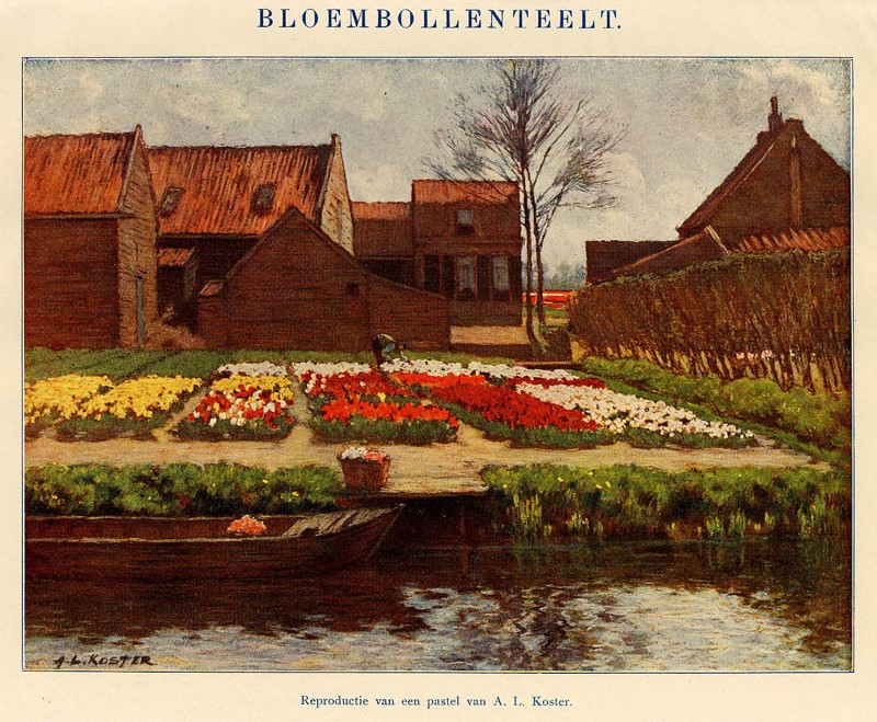 Bloembollenteelt by A. L. Koster