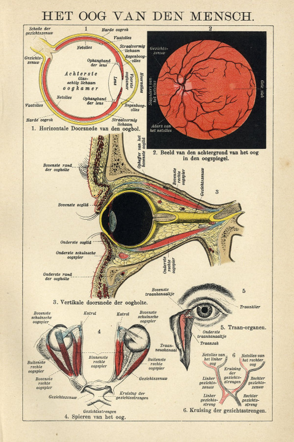 print Het oog van den mensch by Winkler Prins