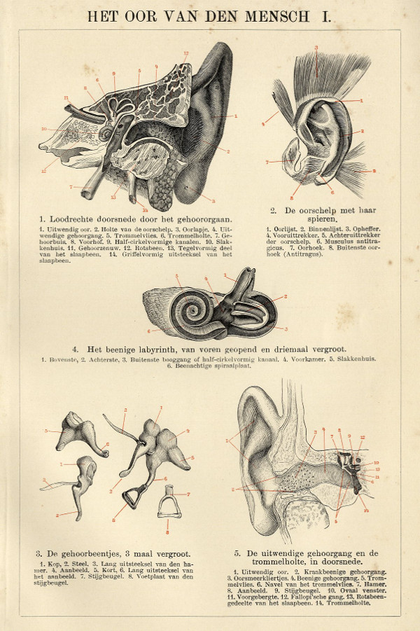 print Het oor van den mensch I by Winkler Prins