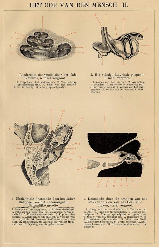 print Het oor van den mensch II by Winkler Prins