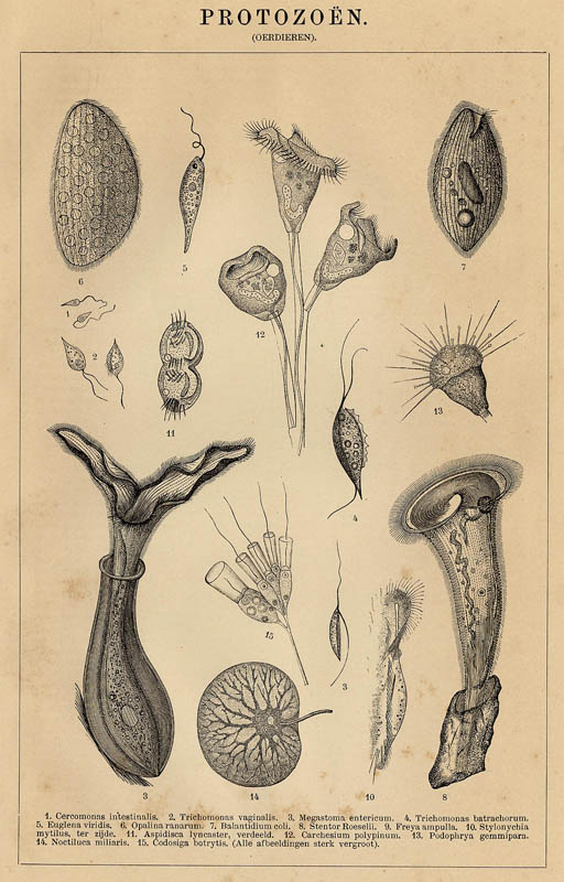 print Protozoën (Oerdieren) by Winkler Prins