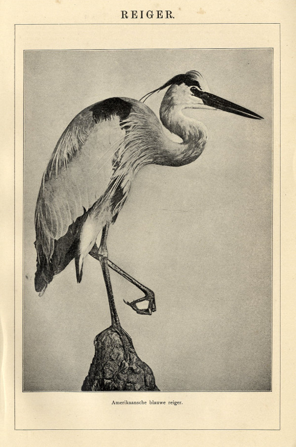 print Reiger by Winkler Prins