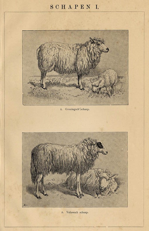 print Schapen I by Winkler Prins