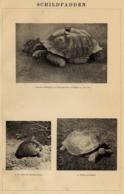 print Schildpadden by Winkler Prins