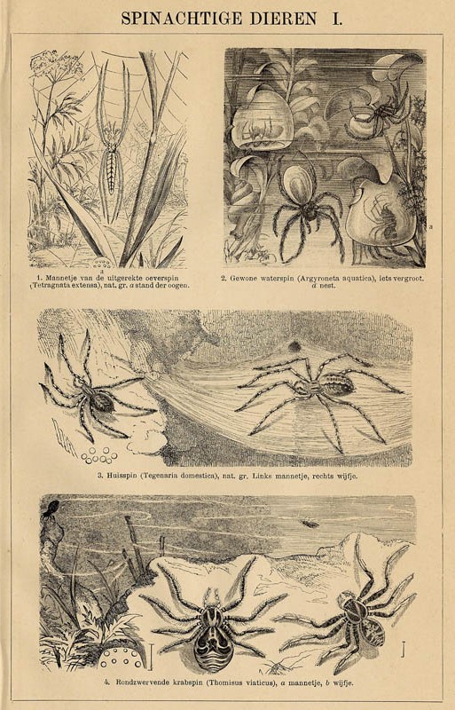 print Spinachtige dieren I by Winkler Prins