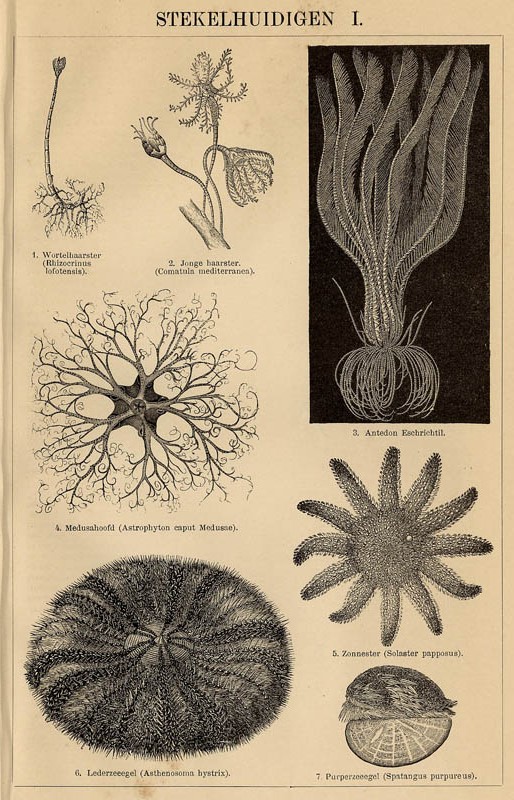 print Stekelhuidigen I by Winkler Prins