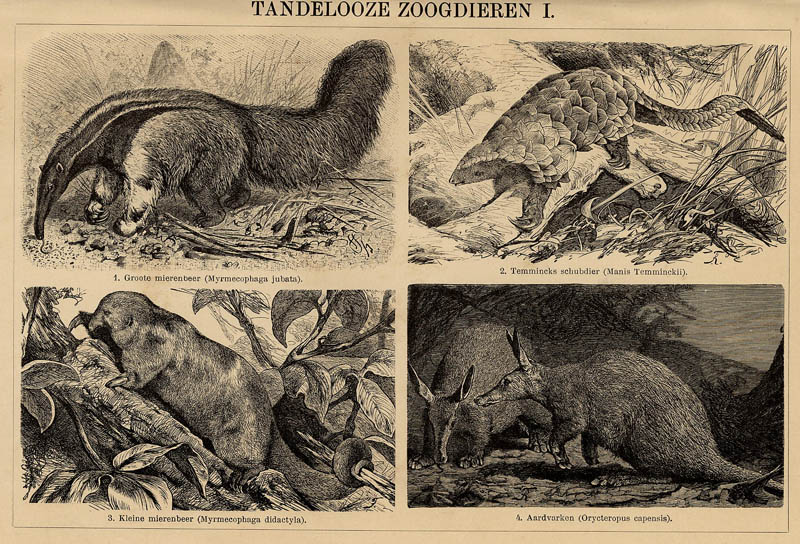 Tandelooze zoogdieren I by Winkler Prins