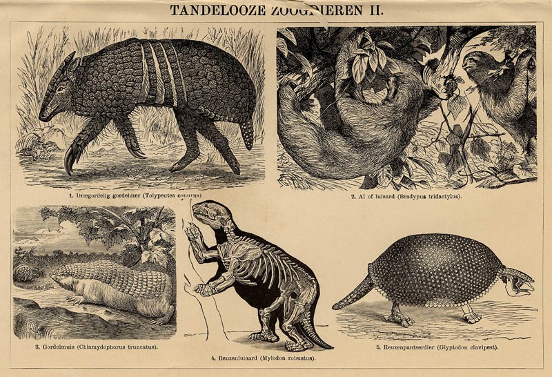 Tandelooze zoogdieren II by Winkler Prins