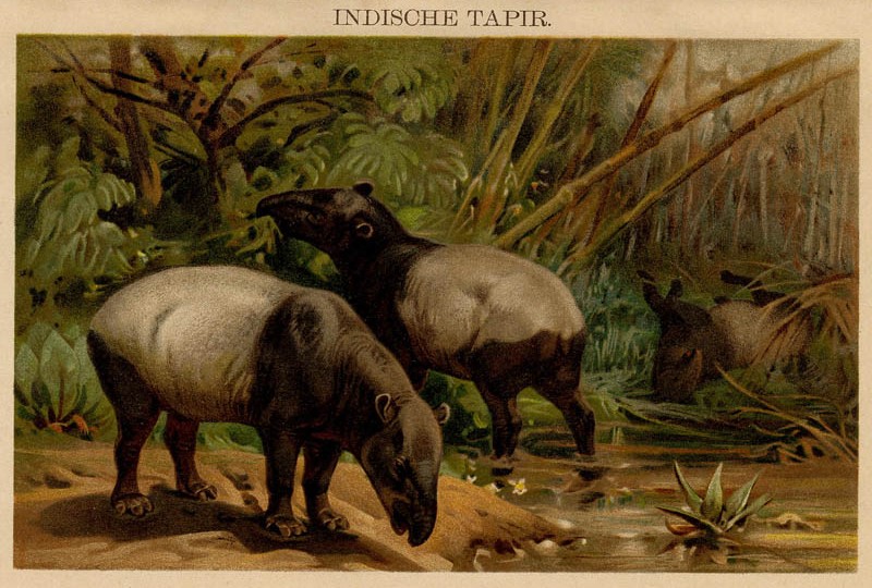 Indische Tapir by Winkler Prins