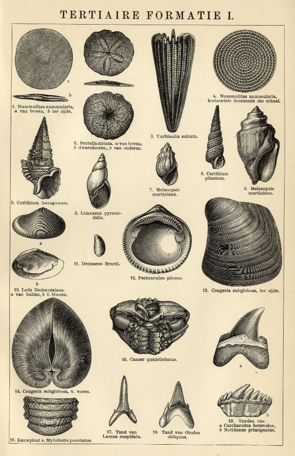 print Tertiaire formatie I by Winkler Prins