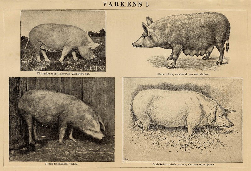 Varkens I by Winkler Prins