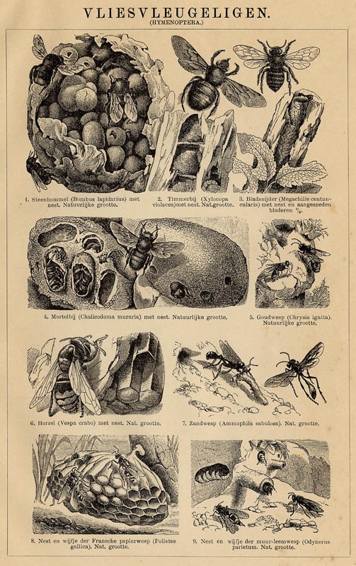 print Vliesvleugeligen (Hymenoptera) by Winkler Prins
