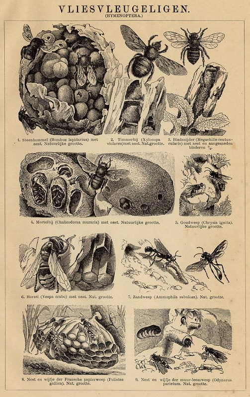 image of print Vliesvleugeligen (Hymenoptera) by Winkler Prins print Vliesvleugeligen (Hymenoptera) by Winkler Prins