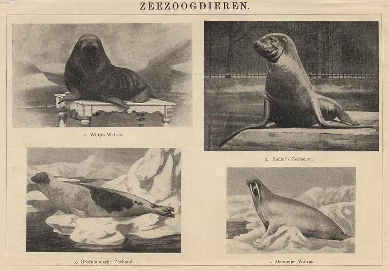 Zeezoogdieren by Winkler Prins