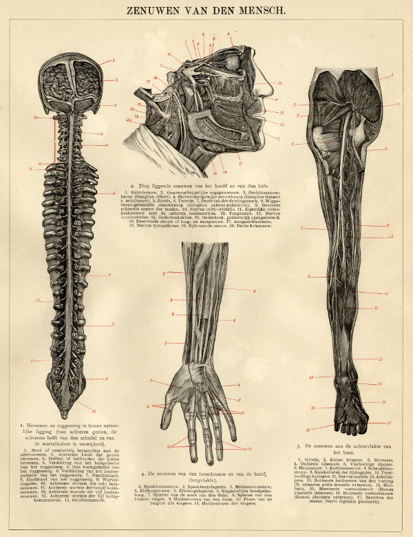 print Zenuwen van den mensch by Winkler Prins