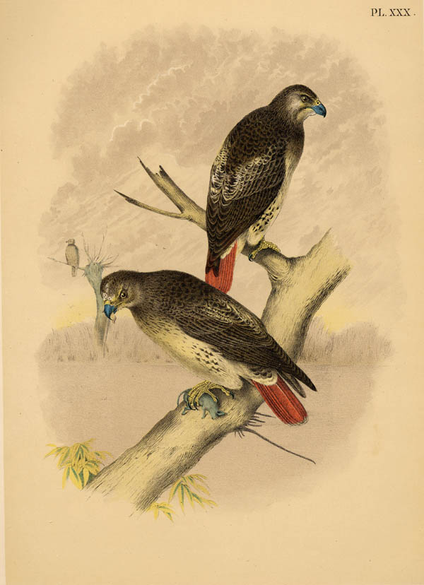 print The Red Tailed Hawk, pl. XXX by Theodore Jasper