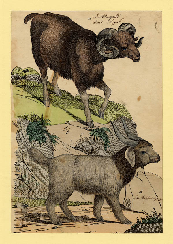 print Ovis Argali by mogelijk C. Schultz