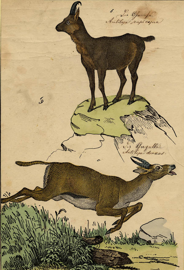 print Antilope rupicapra, antilope dorcas by C. Schultz
