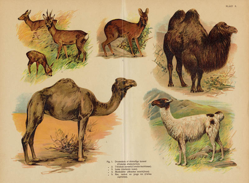 Dromedaris, kameel, lama, muskusdier, ree by nn