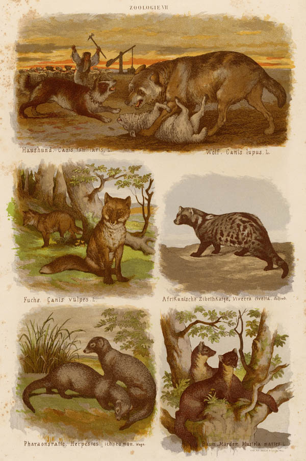 print Diverse diersoorten met onderschrift by S. Czeiger