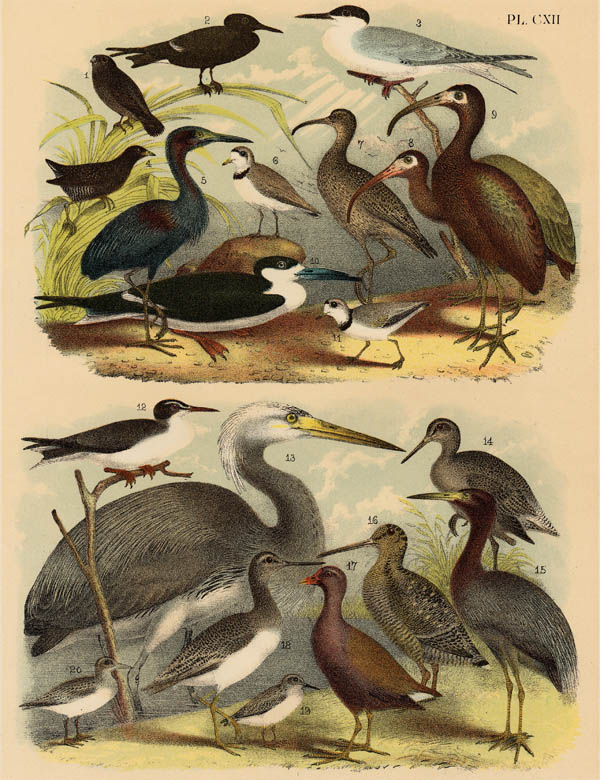print Diverse vogelsoorten by nn