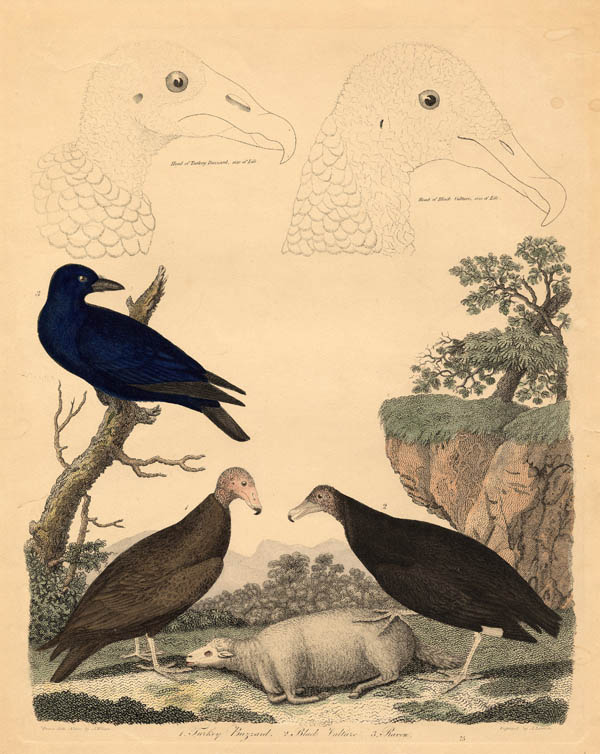 print Turkey Buzzard, Black Vulture, Raven by A. Lawson naar A. Wilson