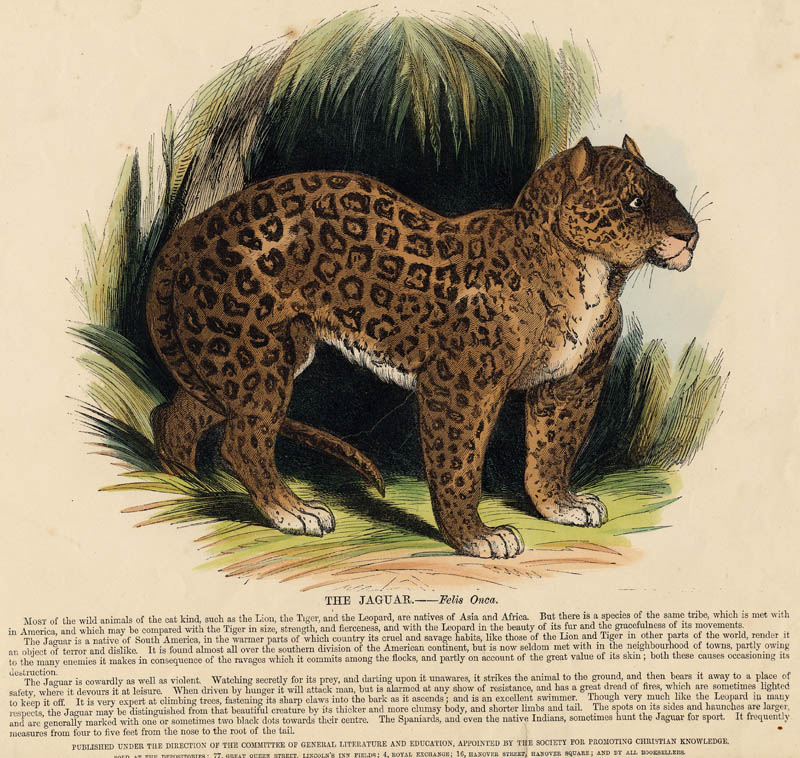 The Jaguar - Felis Onca by nn
