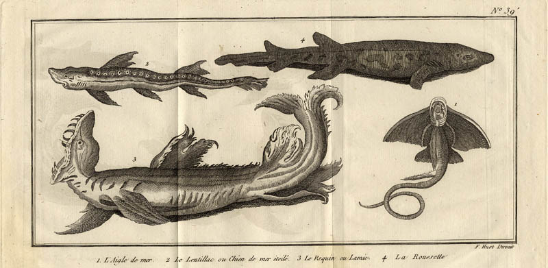 l´Aigle de mer, le Lentillac ou Chien de mer étoilé,  le Requin ou lamie, la Rou by F. Huot
