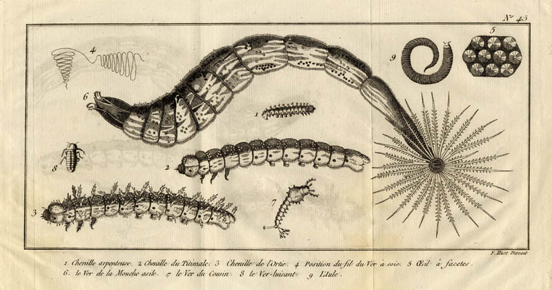 Chenille arpentuese, chenille du titimale, chenille de l´Ortie etc by F. Huot