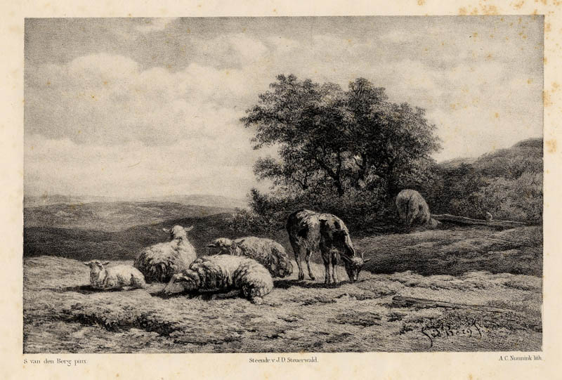 Schapen op de heide by A.C. Nunnink, naar S. van den Berg