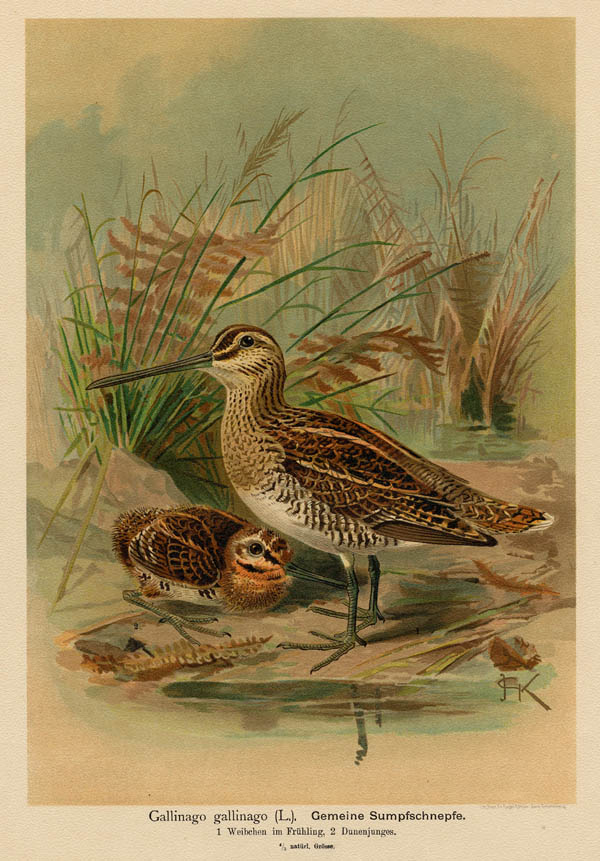 print Gallinago gallinago, gemeine Sumpfschnepfe by F.E. Köhler