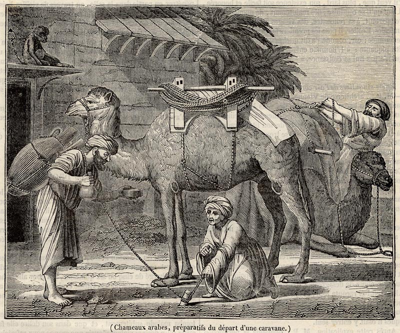 Chameuax arabes, préparatifs du départ dune caravane by nn