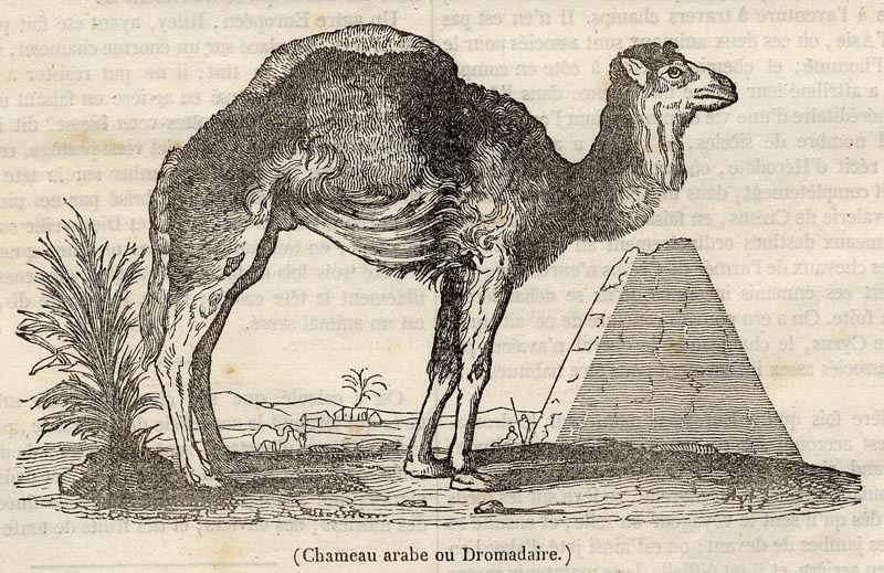 Chameau arabe ou Dromedaire by nn