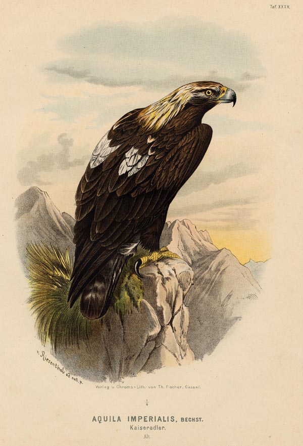 print Aquila Imperialis, Kaiseradler by nn