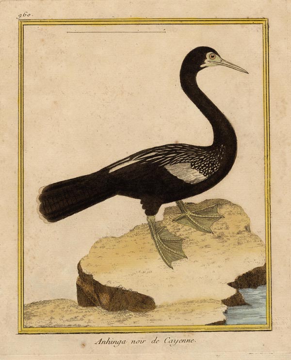 print Anhinga noir de Cayenne by Francois-Nicolas Martinet