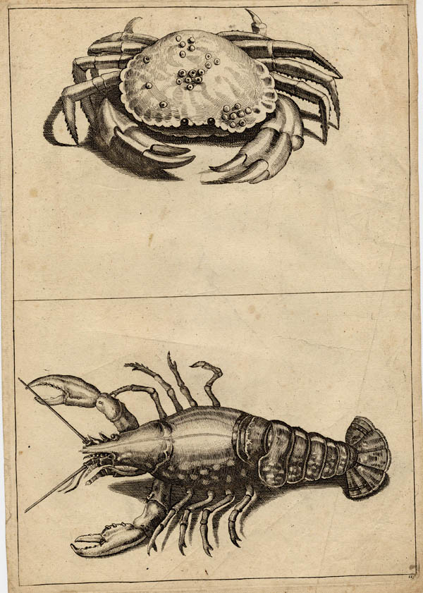 print Krab en schorpioen by Crispijn van de Passe de Jonge