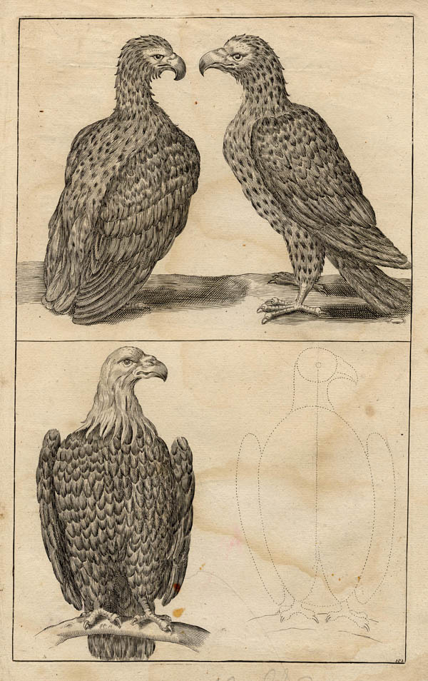 print Roofvogels by Crispijn van de Passe de Jonge