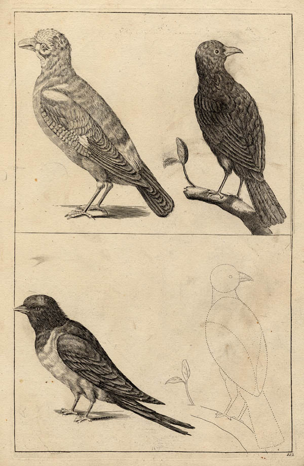 print Vogels by Crispijn van de Passe de Jonge