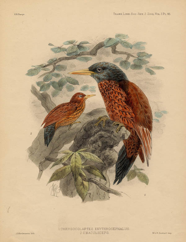 print Chrysocolaptes Erythrocephalus, C. Maculiceps by J.G. Keulemans