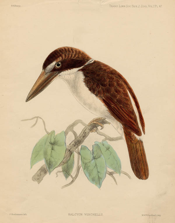 print Halcyon Winchellii by J.G. Keulemans